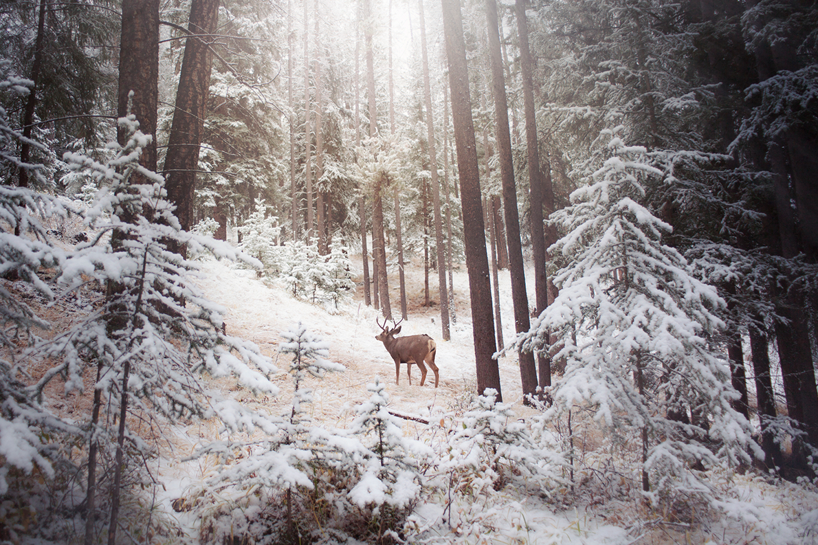 Winter in Alberta, Canada